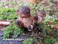 Armillaria ostoyae-amf257